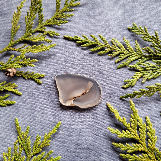 Dendritic Agate Slab, Fraser Lake, BC