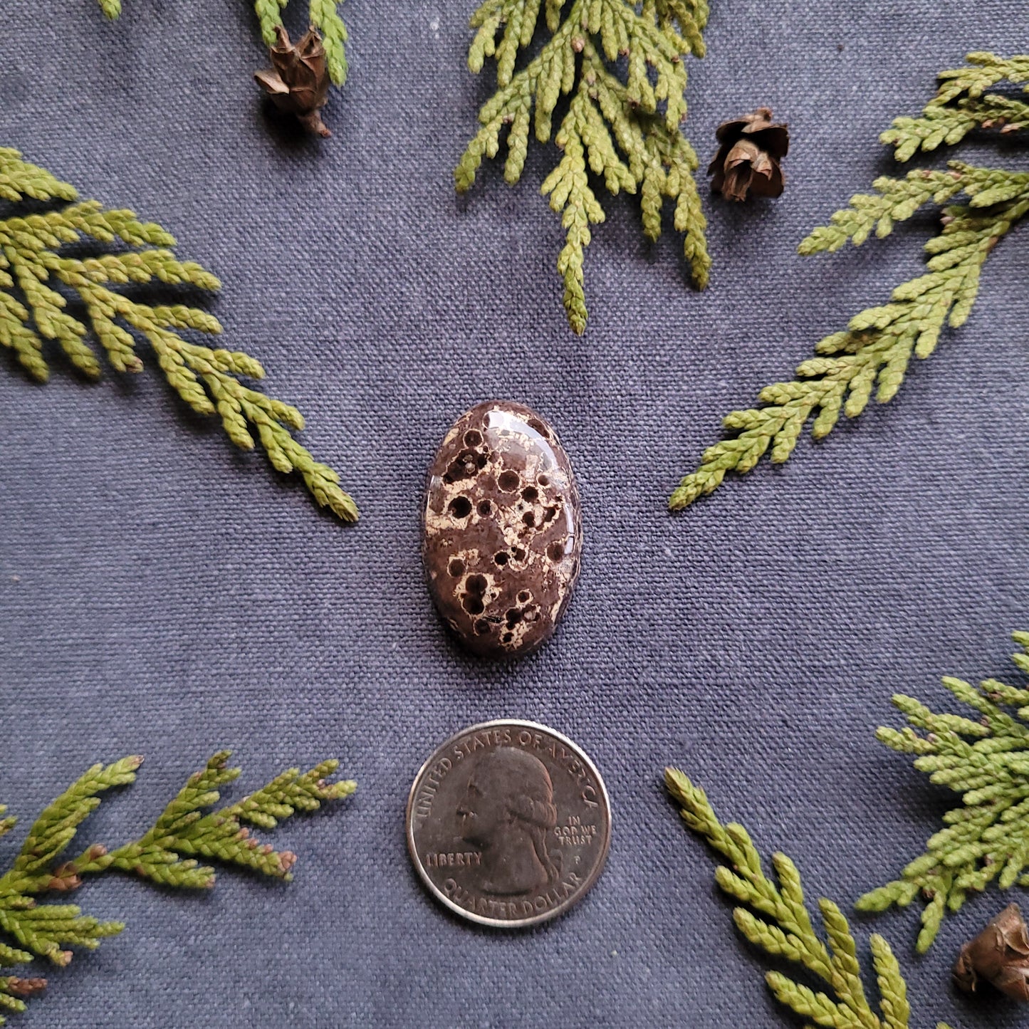 33.5ct Orbicular Rhyolite, Francois Lake, BC