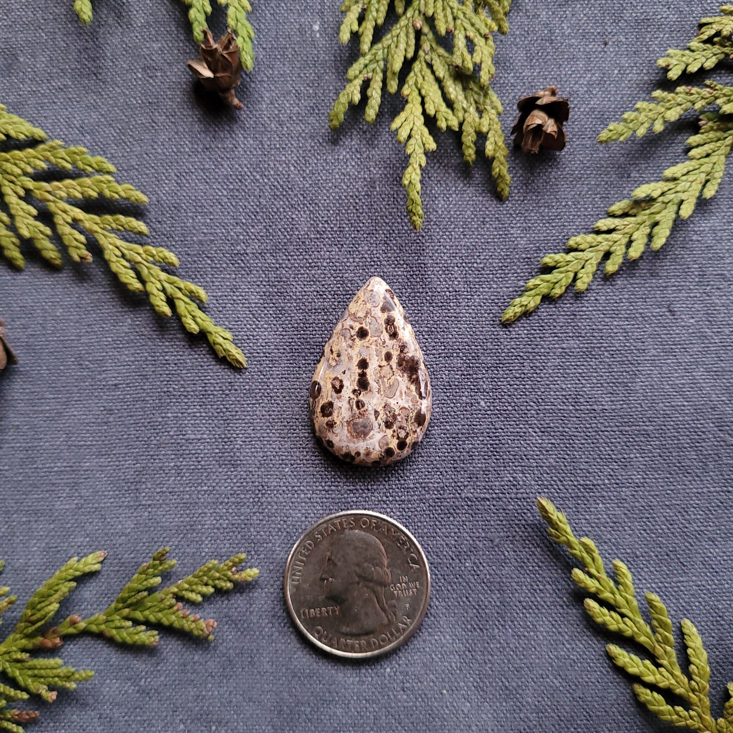 24.2ct Orbicular Rhyolite Cabochon, Francois lake, BC