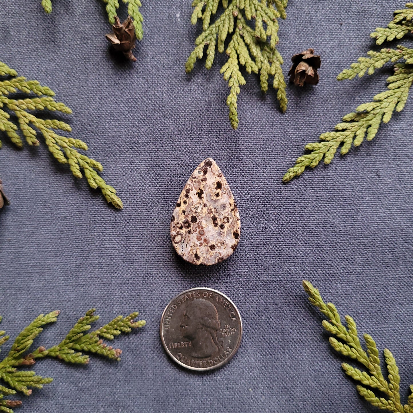 24.2ct Orbicular Rhyolite Cabochon, Francois lake, BC