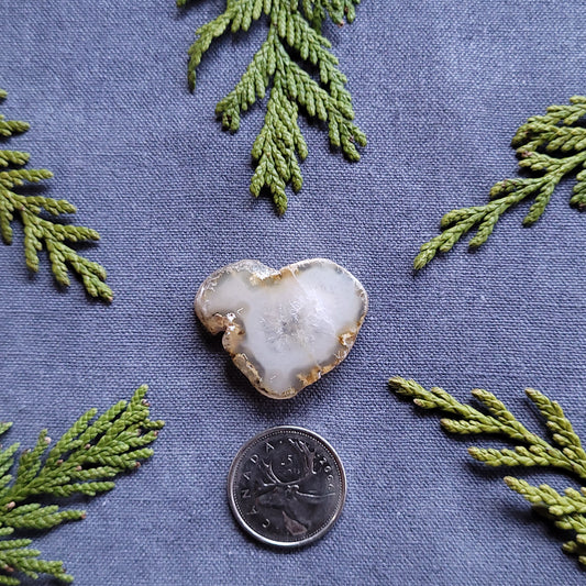 Polished Agate Slab, Haida Gwaii, BC, Canada 50.5ct
